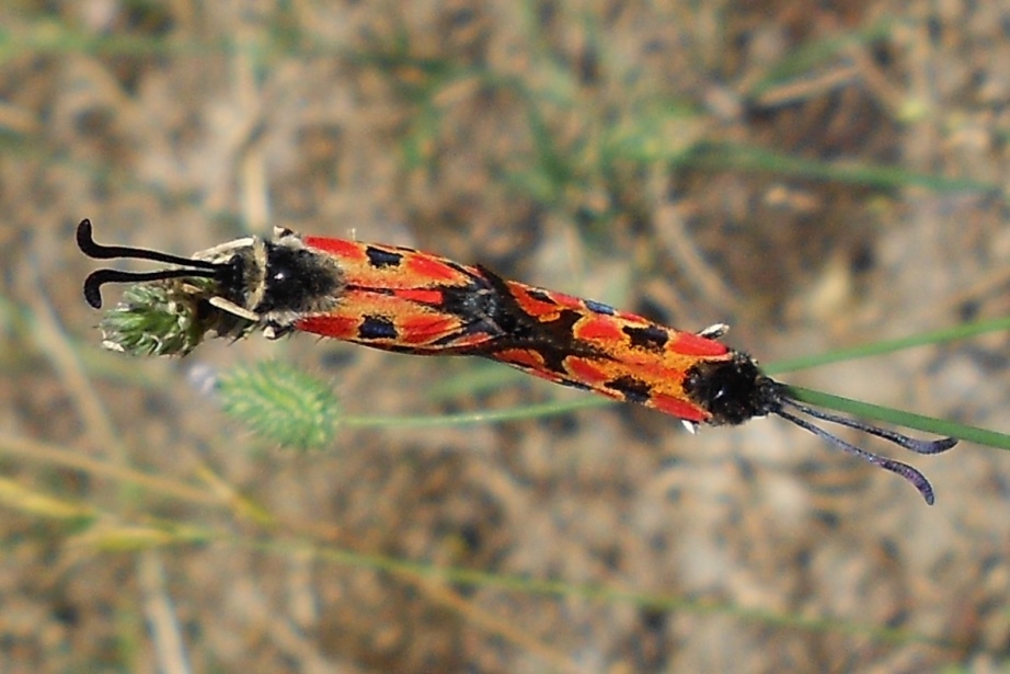 Zygaena hilaris? - Zygaena (Agrumenia) hilaris